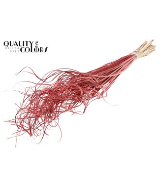 QC Palm Curly TT 100pc per bunch Red | Per 5 stuks