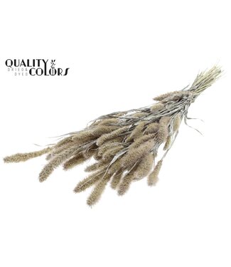 QC Setaria per bunch Pearl White ( x 6 )