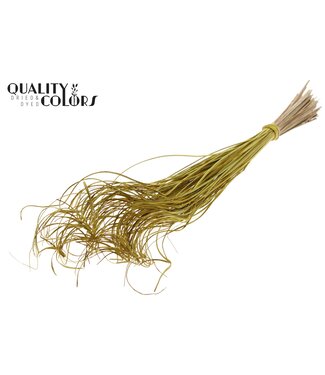 QC Palm Curly TT 100pc per bunch Yellow ( x 5 )