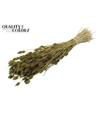 QC Phalaris per bunch Olive ( x 20 )