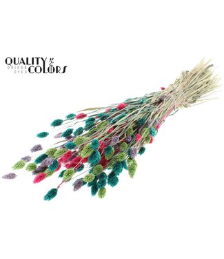 QC Phalaris per bunch Colourful 7 ( x 6 )