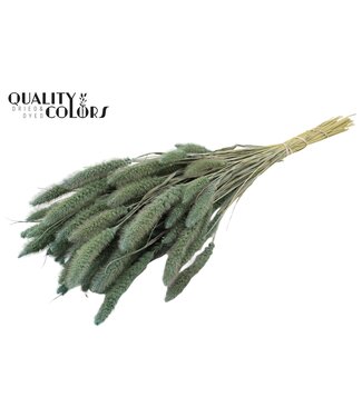 QC Setaria per bunch Frosted Light Blue ( x 15 )