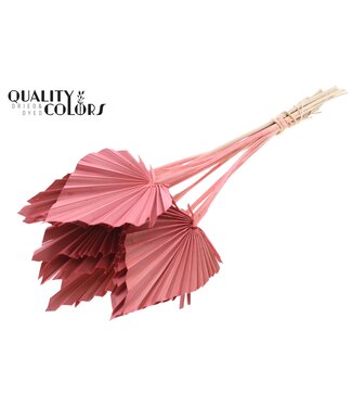 QC Palm Spear Séché | Feuilles de palmier en forme de lance couleur corail | Par 50 pièces