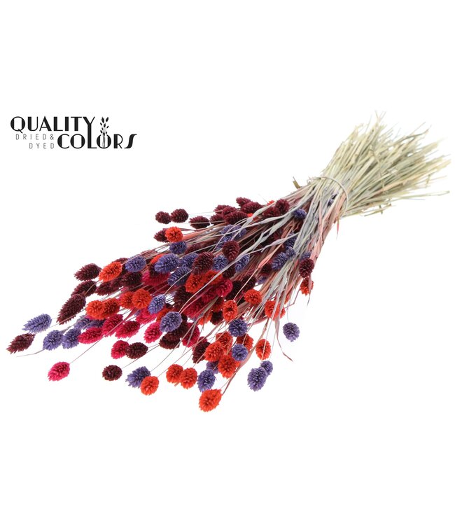 Phalaris per bunch Colourful 9 ( x 6 )