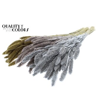 QC Setaria per bunch Mixed colours Wedding ( x 15 )