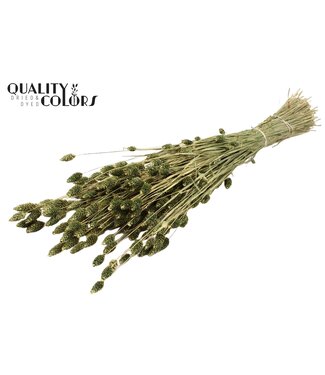 QC Phalaris per bunch Antique Green ( x 6 )