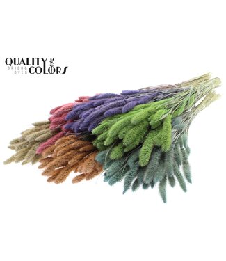 QC Setaria per bunch Mixed colours Frosted | Per 6 stuks