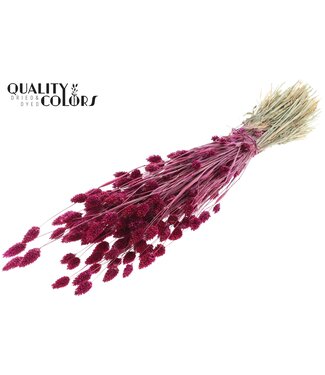 QC Phalaris per bunch Lilac ( x 6 )