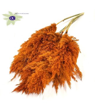 QC Plumes de Pampas Orange | Herbe de Pampas longueur 100 centimètres | 5 plumes par bouquet | Par 10 bouquets