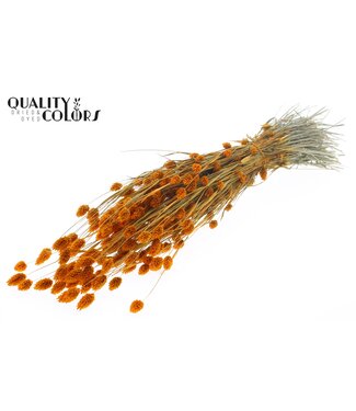 QC Phalaris per bunch Apricot | Per 6 stuks