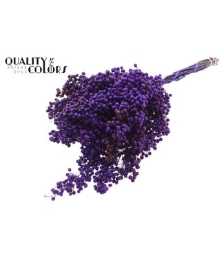 QC Pepperberries per bunch in poly Purple ( x 5 )