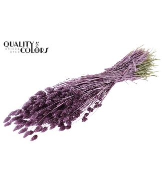 QC Phalaris per bunch Metallic Pink | Per 6 stuks