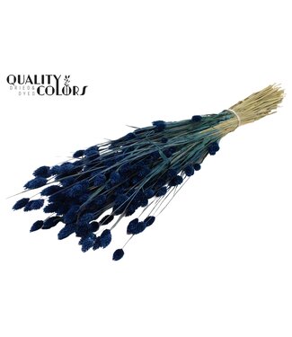 QC Phalaris per bunch Dark Blue ( x 20 )