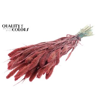 QC Setaria per bunch Pearl Coral ( x 6 )