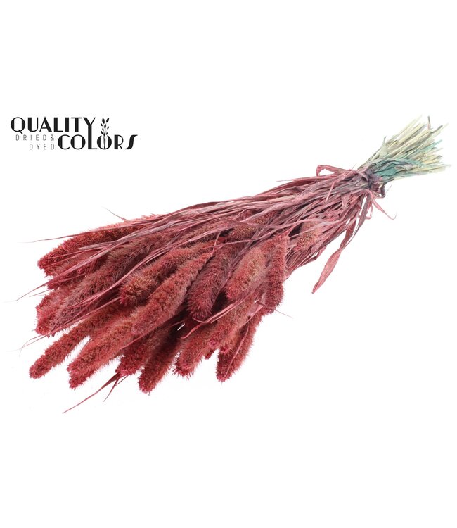 Setaria per bunch Pearl Coral ( x 6 )