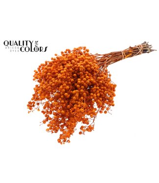 QC Pepperberries per bunch in poly Orange ( x 5 )