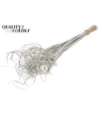 QC Palm Curly TT 100pc per bunch Platina | Per 5 stuks
