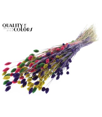 QC Phalaris per bunch colourful 2 | Per 6 stuks