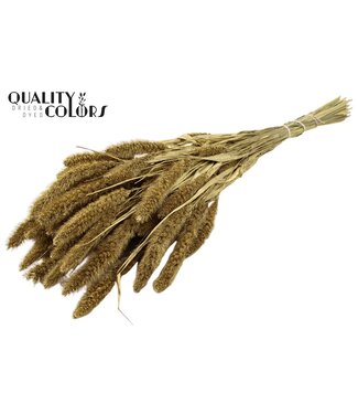 QC Setaria per bunch Gold ( x 15 )