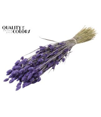 QC Phalaris per bunch Frosted Milka ( x 6 )