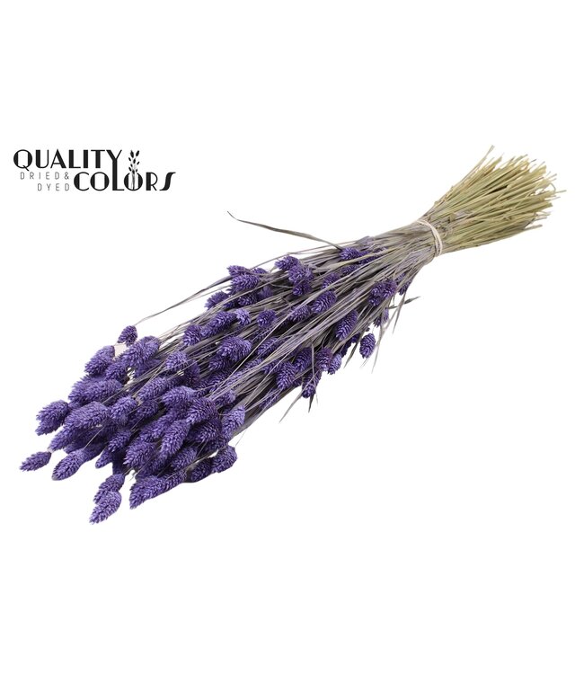Phalaris per bunch Frosted Milka ( x 6 )