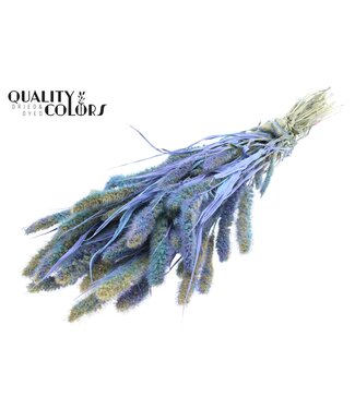 QC Setaria per bunch Multicolour Light Blue ( x 6 )