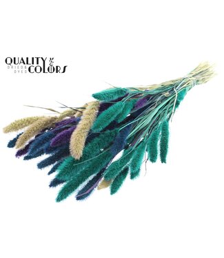 QC Setaria per bunch Scandinavian Mix ( x 6 )