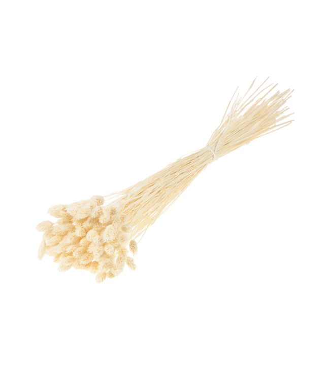 Phalaris séchée | Fleurs séchées blanchies | Commande par 25 bottes