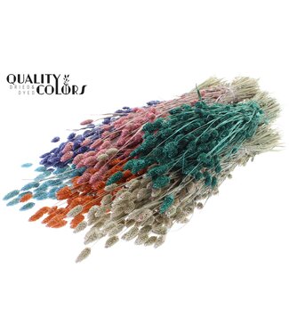 QC Phalaris per bunch Pearl Mix ( x 6 )