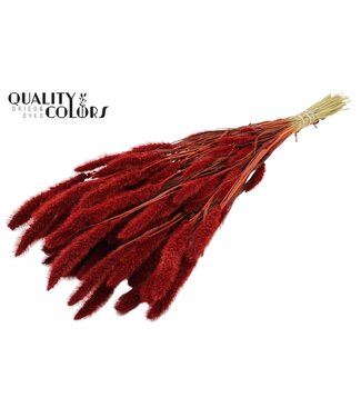 QC Setaria per bunch Red | Per 6 stuks