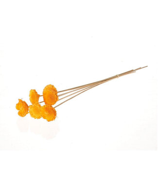 4A Tige de décoration Protea jaune séchée | Longueur 50 centimètres | Diamètre 6 centimètres | Par 6 branches