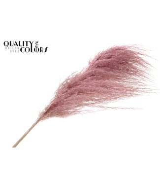 QC Pampas Grass ± 175cm p/pc in poly Light Pink ( x 10 )