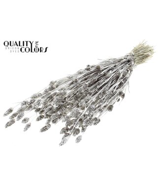 QC Phalaris per bunch Platina + Glitter ( x 6 )