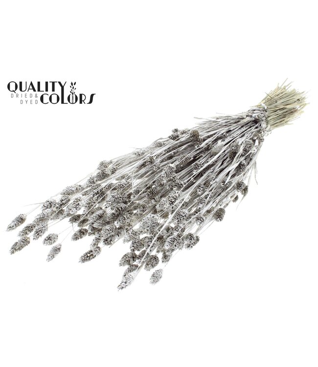 Phalaris per bunch Platina + Glitter ( x 6 )