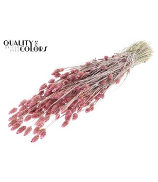 QC Phalaris per bunch Pearl Pink ( x 6 )