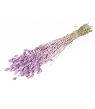 LDD Phalaris séchée | Fleurs séchées Lilac Misty | Par 20 bottes