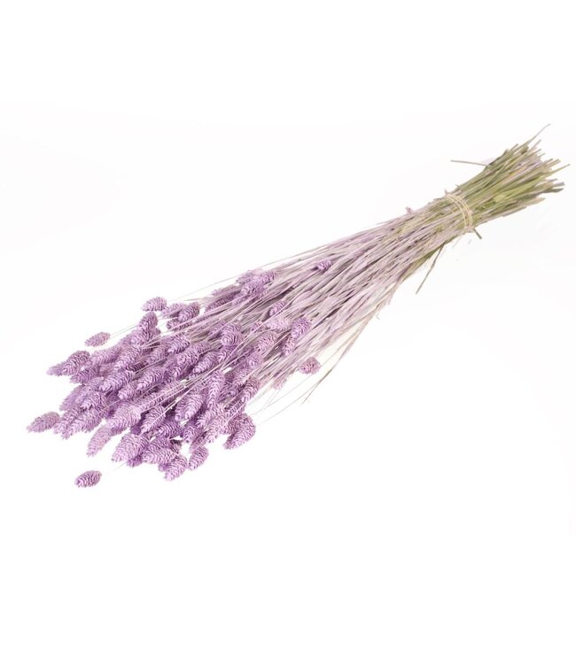 Phalaris séchée | Fleurs séchées Lilac Misty | Commande par 20 bottes