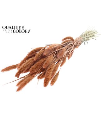 QC Setaria per bunch Pearl Orange ( x 6 )