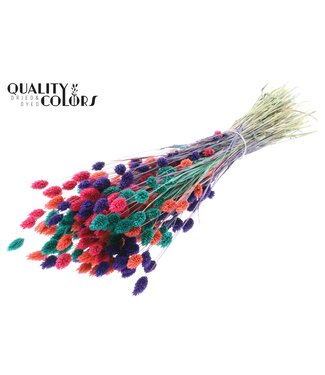 QC Phalaris per bunch Colourful 4 ( x 6 )