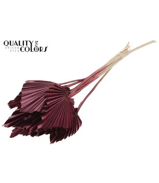 QC Gedroogde Palm Spear | Burgundy Palmbladeren in speervorm | Per 50 stuks
