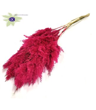 QC Cerise Pampas Federn | Pampasgras Länge 100 Zentimeter | 5 Federn pro Bund | Pro 10 Bunde