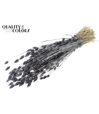 QC Phalaris per bunch Metallic Graphite | Per 6 stuks