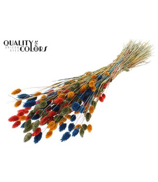 QC Phalaris per bunch Colourful 6 | Per 6 stuks