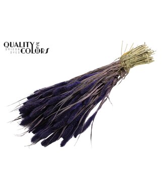 QC Setaria per bunch Purple ( x 15 )