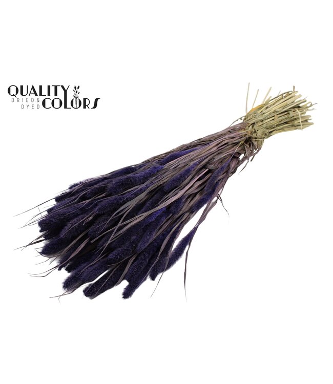 Setaria per bunch Purple ( x 15 )
