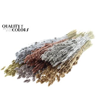 QC Phalaris per bunch mixed colours Metallic ( x 20 )