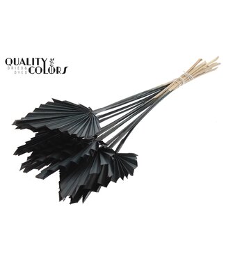 QC Gedroogde Palm Spear | Zwarte Palmbladeren in speervorm | Per 50 stuks