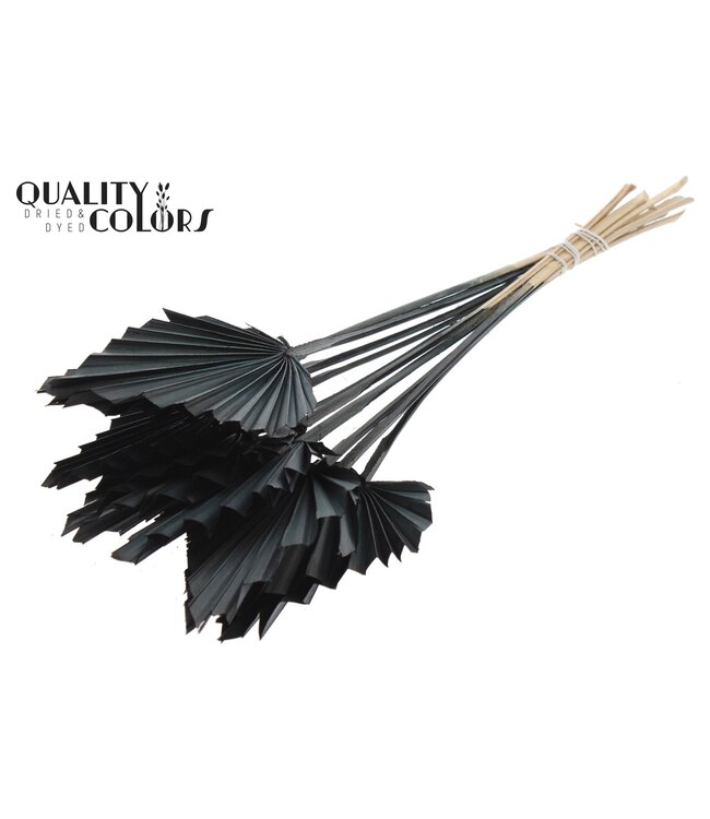 Getrocknete Palm Spear | Schwarze Palmblätter in Speerform | Pro 50 Stück zu bestellen