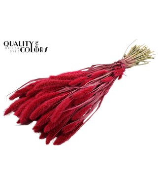 QC Setaria per bunch Cerise ( x 6 )
