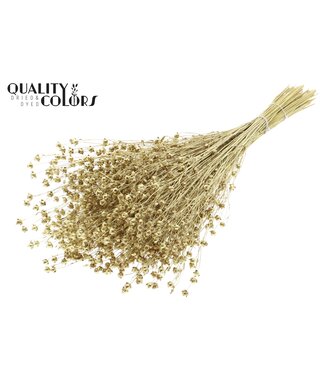 QC Lino Vlas p/bunch in poly Gold | Per 6 stuks